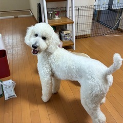 スタンダードプードル