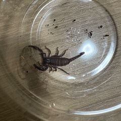 サソリ　ベビー
の画像
