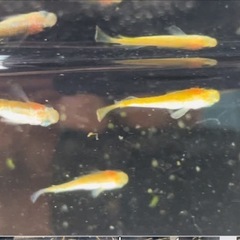 サンシャイン(サバンナ様直径)固定率100%❗️おまけあり‼️の画像