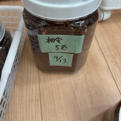 能勢オオクワガタ 幼虫  
の画像