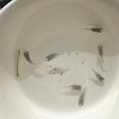ダルマメダカ　ショートめだか（深海系）　2025-9-21の画像
