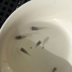 ダルマメダカ　ショートめだか（深海系）　2025-9-21の画像