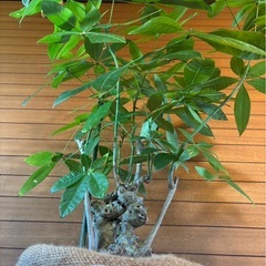 パキラの画像