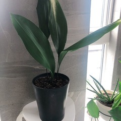 観葉植物　ハラン（陶器マットブラック）の画像