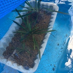水草　ナガバオモダカの画像