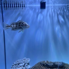 海水魚引き取りの画像