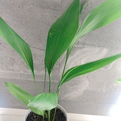 観葉植物　ハラン（陶器ホワイト）の画像