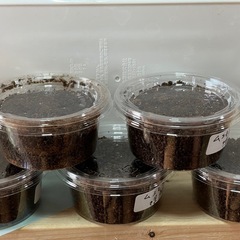 ムシモンオオクワガタ幼虫5頭の画像