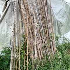 伐採竹　屋外放置　枯竹　廃材　の画像