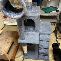 キャットタワー
の画像