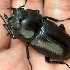 ◆国産オオクワガタ「紅・シルバー血統❷
」♂♀ペア　レッドアイ　赤眼　即ブリ◆の画像