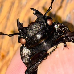 ◆国産オオクワガタ「紅・シルバー血統❷
」♂♀ペア　レッドアイ　赤眼　即ブリ◆の画像