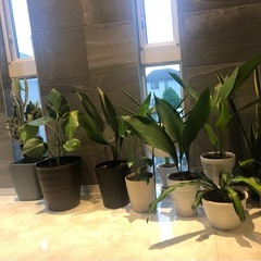 観葉植物　ハラン（陶器マットブラック）の画像