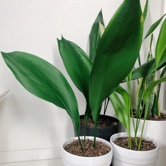 観葉植物　ハラン（陶器マットブラック）の画像