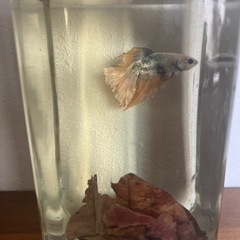 ベタ オスの画像