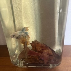 ベタ オスの画像