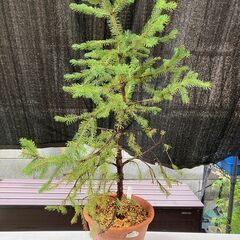 コニファー・チュウゴクハリモミ（ドラゴンスプルース）鉢植えの画像