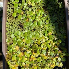 水草の画像