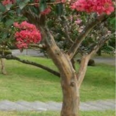 百日紅さるすべりの木下さい。