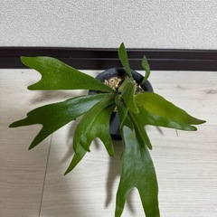 観葉植物(ビカクシダ))の画像