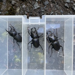 ヒメオオクワガタ♂一頭の画像