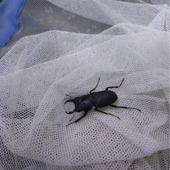 ヒメオオクワガタ♂一頭の画像