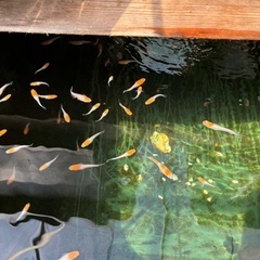 紅白メダカ5匹の画像