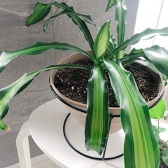 観葉植物　ドラセナ　（鉢・アイアン台セット低）の画像