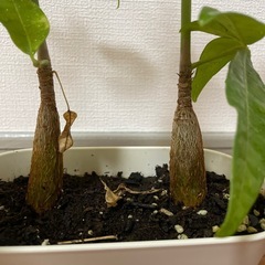 🪴【パキラ】🪴の画像