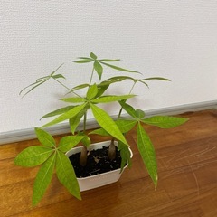 🪴【パキラ】🪴の画像