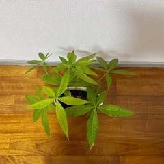 🪴【パキラ】🪴の画像