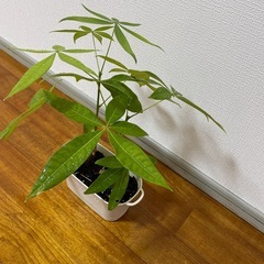 🪴【パキラ】🪴の画像