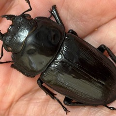 ◆国産オオクワガタ「紅・シルバー血統❶
」♂♀ペア　レッドアイ　赤眼　即ブリ◆の画像
