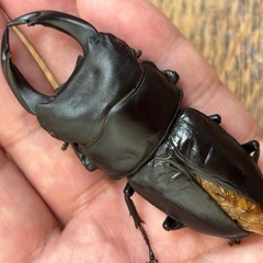 ◆国産オオクワガタ「紅・シルバー血統❶
」♂♀ペア　レッドアイ　赤眼　即ブリ◆の画像
