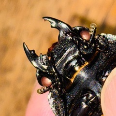 ◆国産オオクワガタ「紅・シルバー血統❶
」♂♀ペア　レッドアイ　赤眼　即ブリ◆の画像