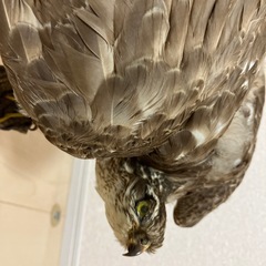 ハイタカ？の剥製の画像