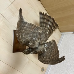ハイタカ？の剥製の画像