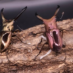 メタリフェルホソアカクワガタチビ♂♂♀トリオの画像