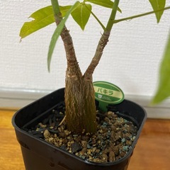 🪴【パキラ】🪴の画像