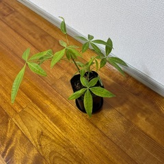🪴【パキラ】🪴の画像
