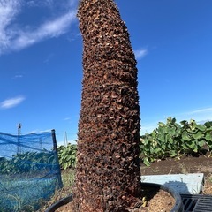 ドデカイ！ソテツ🌴の画像
