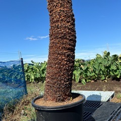ドデカイ！ソテツ🌴の画像