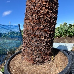 ドデカイ！ソテツ🌴の画像