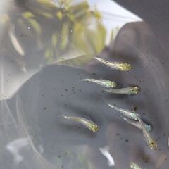 メダカ　【KALAMA】　2ペア    2400円の画像
