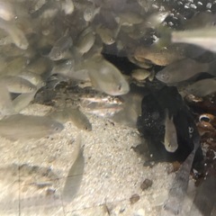 タナゴ　アブラボテの画像