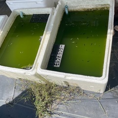 °･🐠°･🐠めだか格安です°･🐠°･🐠の画像