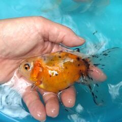 大特価！東錦８匹セット2500円！の画像