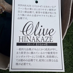 オリーブ　ひなかぜ　2鉢セットの画像