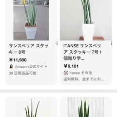 サンスベリア　スタッキー　子株①の画像