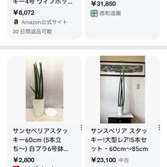 サンスベリア　スタッキー　子株①の画像